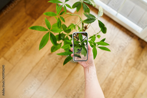 Close-up of woman photographing plant at home with her smart phone. Plant recognition  app concept. photo