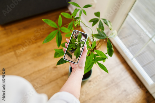 Woman identify plant with smartphone. Plant identification app concept