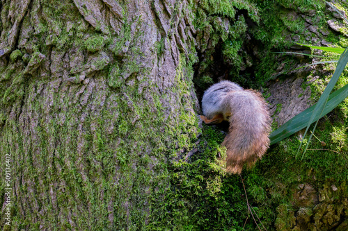 squirrel in close-up on a tree trunk climbs into its hollow, only a fluffy tail is visible