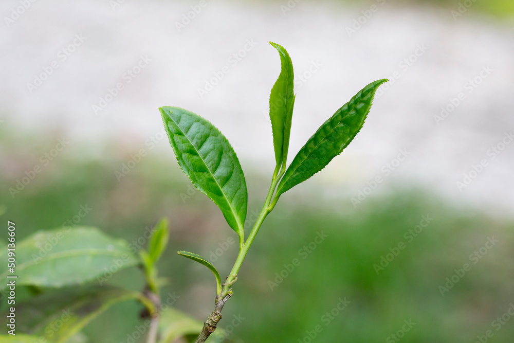 Closeup, Top of Green tea leaf in the morning, tea plantation, blurred background. Closeup, Top of Green tea leaf in the morning, tea plantation, blurred background.