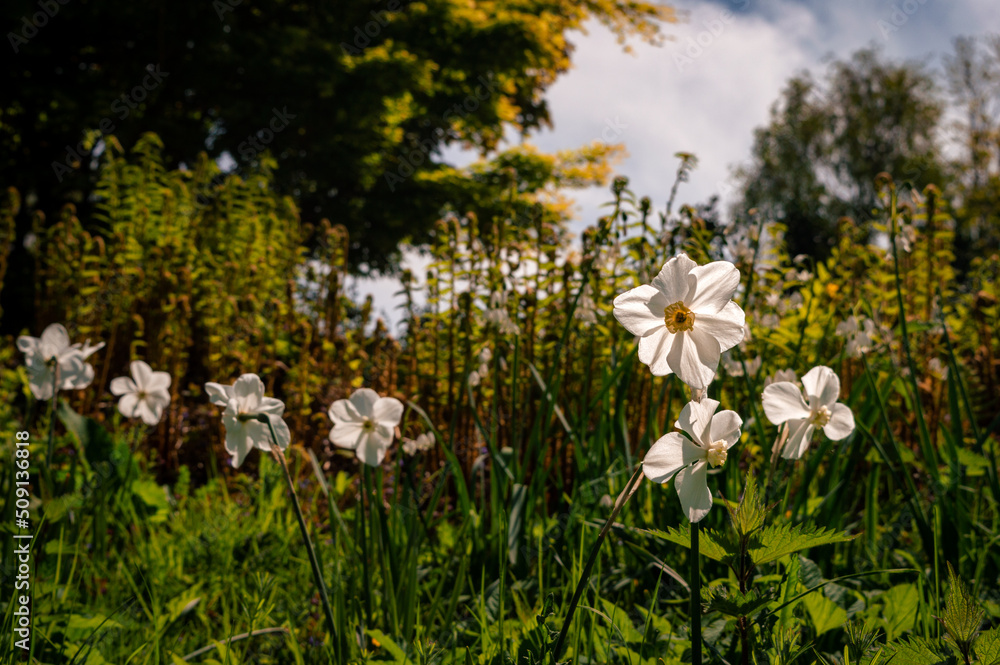 Fototapeta premium White narcissus backlit by the morning sun
