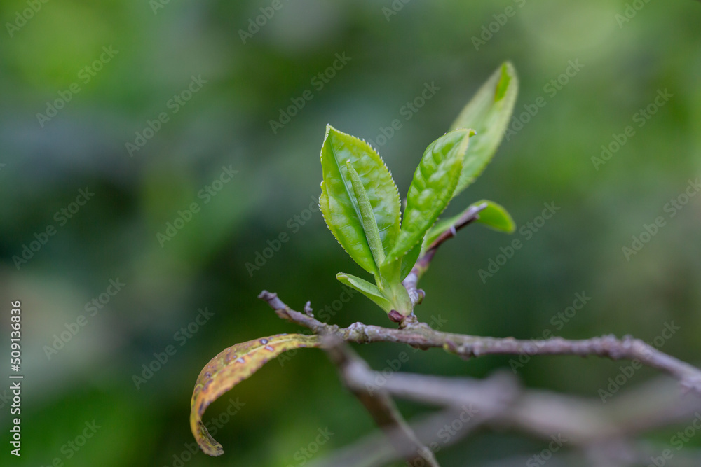 Closeup, Top of Green tea leaf in the morning, tea plantation, blurred background. Closeup, Top of Green tea leaf in the morning, tea plantation, blurred background.