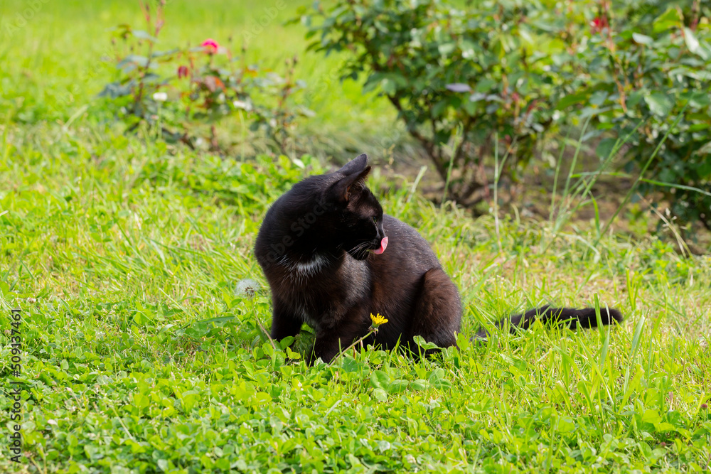 Close-up of a black cat licking its lips after eating on the green grass on a sunny summer day Close-up of a black cat licking its lips after eating on the green grass on a sunny summer day
