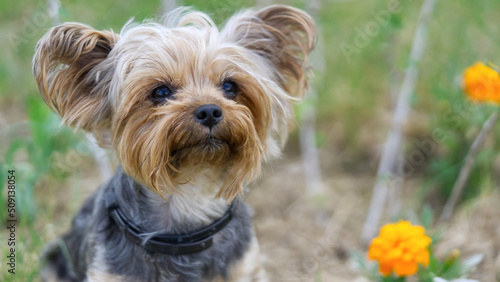 Yorkshire Terrier puppy sitting on the grass close to flowers. Funny small York puppy on golden hour time photography. close up © valeri
