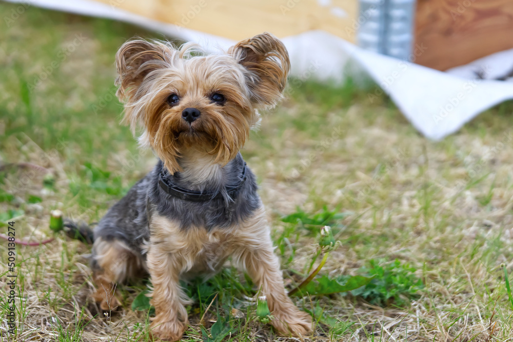 Yorkshire Terrier puppy sitting on the grass close to flowers. Funny small York puppy on golden hour time photography. close up Yorkshire Terrier puppy sitting on the grass close to flowers. Funny small York puppy on golden hour time photography. close up