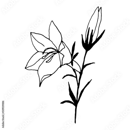 Simple bellflower vector botanical drawing. Isolated flower and leaves. Monochrome bluebell design element. Black wildflower on white background.