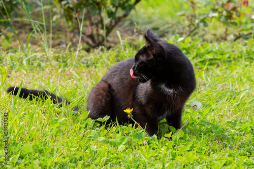 Close-up of a black cat licking its lips after eating on the green grass on a sunny summer day