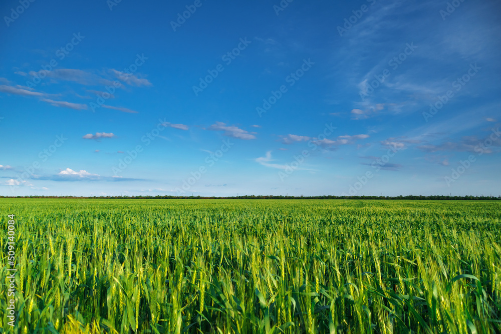 agricultural field with young green wheat sprouts, bright spring landscape on a sunny day, blue sky as background agricultural field with young green wheat sprouts, bright spring landscape on a sunny day, blue sky as background