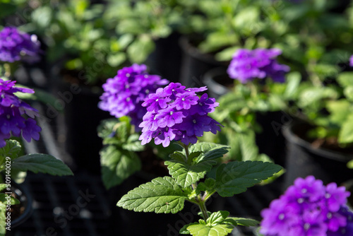 purple verbena in a pot
