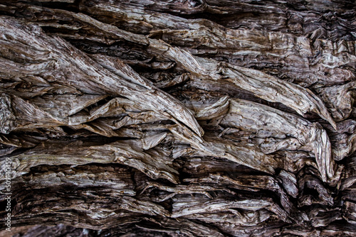 bark of a tree. tree texture