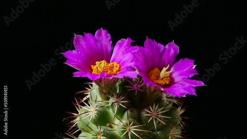 mammillaria bombycina Cactus Flower Blossom on dark background photo