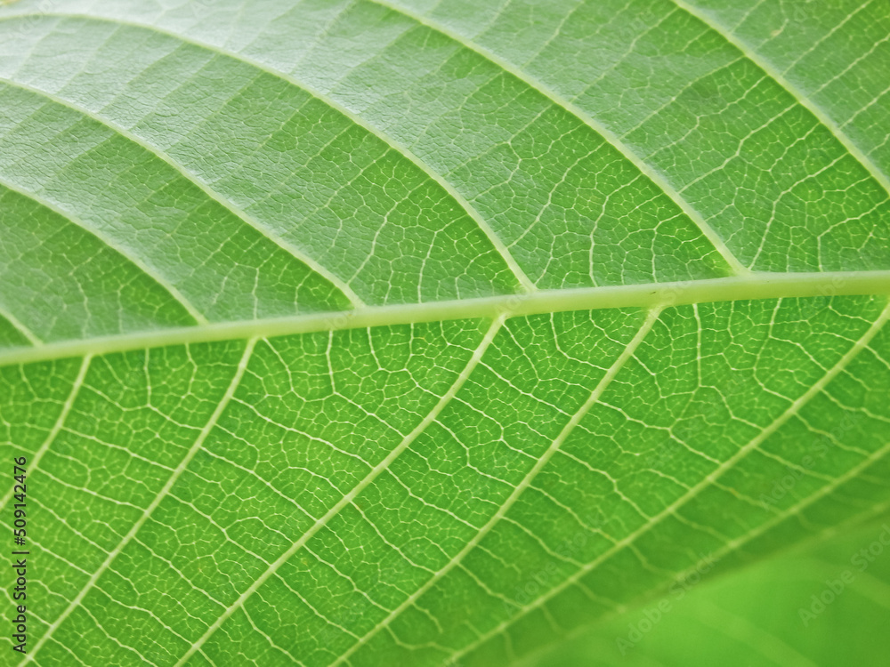 Close up view of green leaves of walnut tree with sunlight. Green leaves background. Leaf texture, background texture. Green leaf structure macro photography. Close up view of green leaves of walnut tree with sunlight. Green leaves background. Leaf texture, background texture. Green leaf structure macro photography.