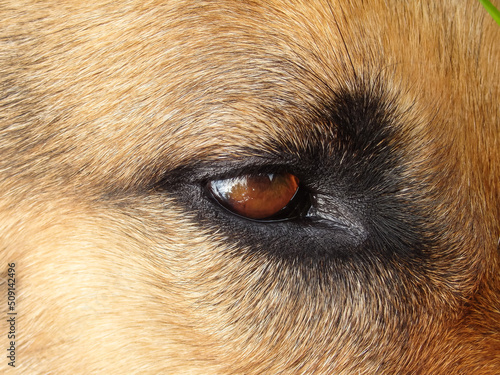 German Shepherd Eye Closeup. Close shot of a German shepherd dog's eye © Trik
