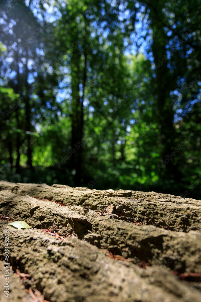 Fototapeta premium Wood texture with nature background