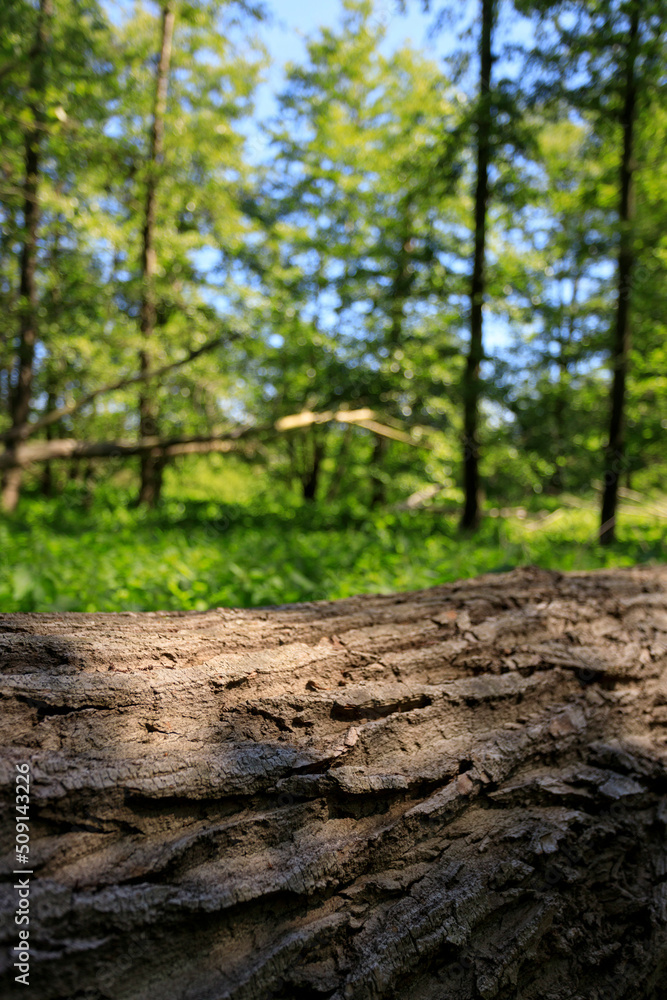 Obraz premium Wood texture on jungle