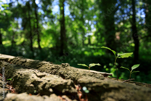 Tree texture with natur background