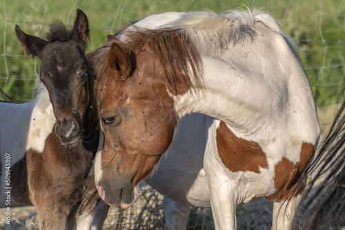 Foal with his mother in enclosure in spring.