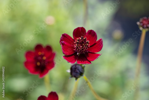 Cosmos atrosanguineus, the chocolate cosmos. This plant is native to Mexico. Its dark red to brownish red flowers have a scent resembling chocolate.