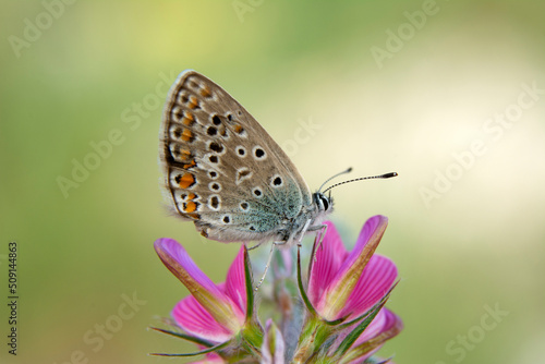 Macro shots, Beautiful nature scene. Closeup beautiful butterfly sitting on the flower in a summer garden.