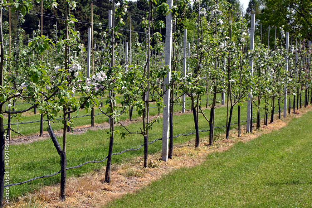 Apple trees in an orchard. Orchard irrigation system.  Drip iIrrigation of fruit trees. Spring Scene in blooming orchard. Gardening and agricultural concept