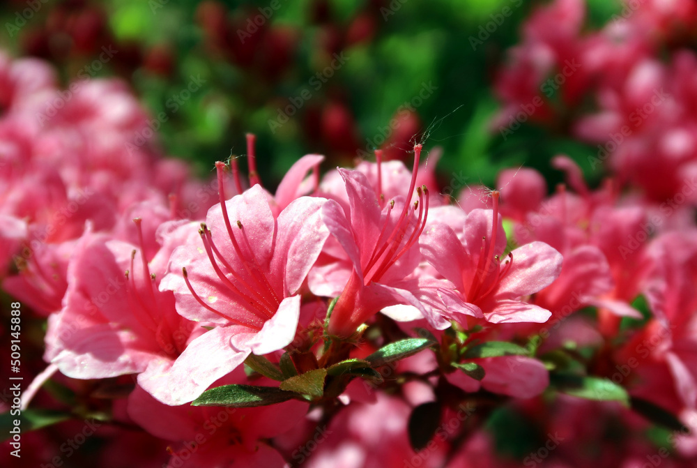 Obraz premium Rhododendron molle (Blume) G. Don subsp. japonicum. Rhododendron pink flowers