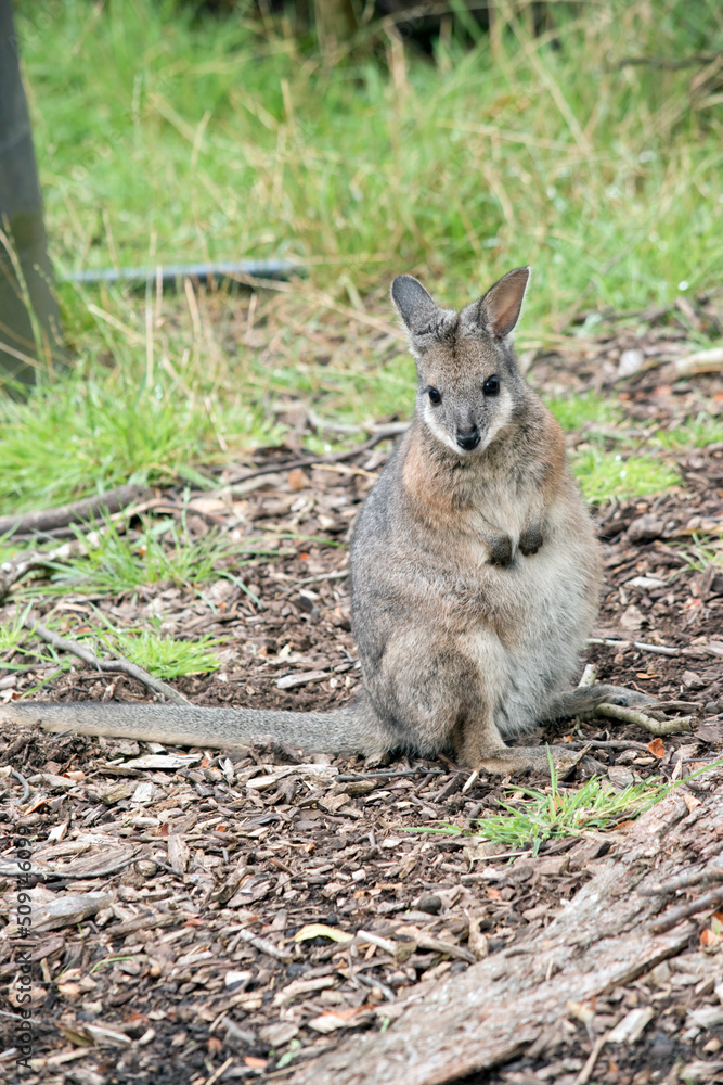the tammar wallaby is standing looking for danger the tammar wallaby is standing looking for danger