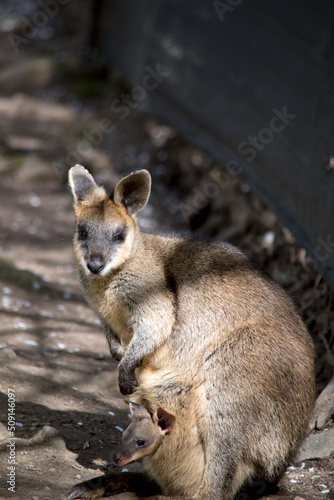 the swamp wallaby has a long tail, he is maiy different shades of brown with white above his lip with a black nose and paws