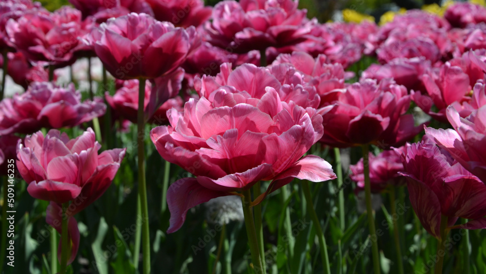 Field with pink tulips. Tulips in the park Field with pink tulips. Tulips in the park