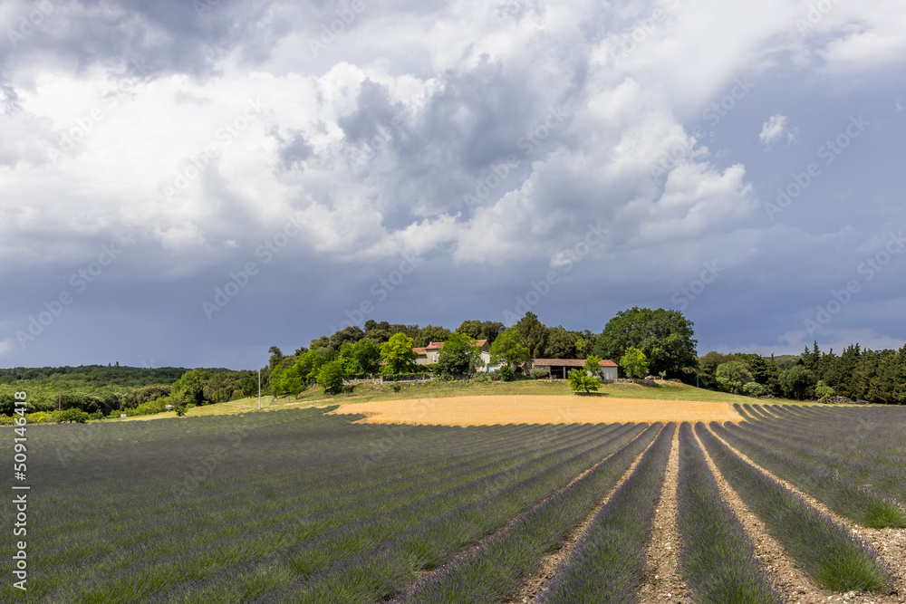 Fototapeta premium Lavender and wheat fields in front of a farm in Provence, France