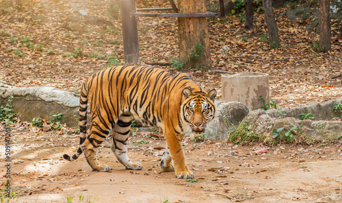 Great tiger male in the nature habitat. Tiger walk during the golden light time. Wildlife scene with danger animal. Hot summer in India. Dry area with beautiful indian tiger  Panthera tigris.