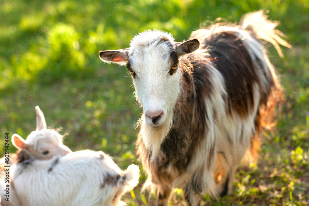 Fototapeta premium A brown goat portrait close up is on a midow summer. A head of a domestic cute goat on a farm.