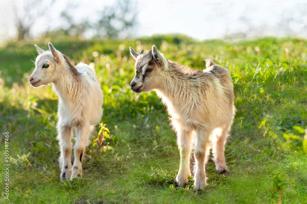 Fototapeta premium Two small house goats walk in nature, in a green meadow, in the summer. Cute little goats graze on the green grass.