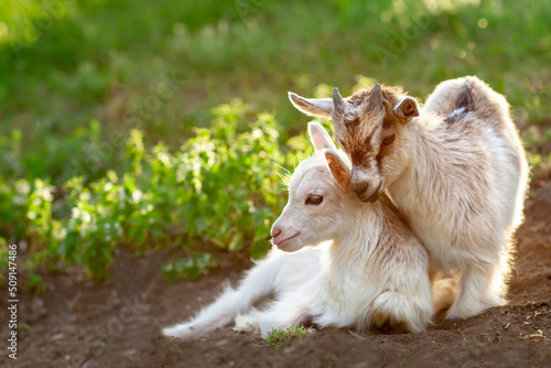Two small house goats play and lie on the ground, in the meadow, in the summer. Cute little goats graze on the green grass.