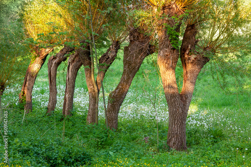 The trunks of old trees grow in a row in nature in the grass, a geometric series of trees with foliage