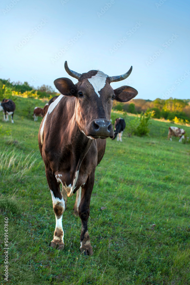 A brown cow with with a corns stands in a green meadow and looks straight ahead. A brown cow with with a corns stands in a green meadow and looks straight ahead.