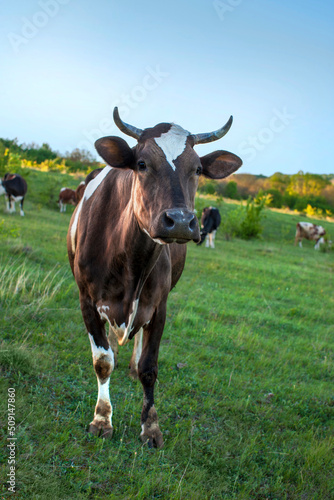 A brown cow with with a corns stands in a green meadow and looks straight ahead.