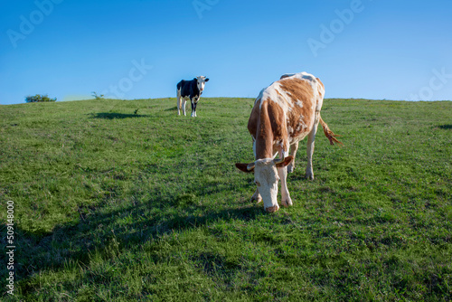 A brown cow walks through a green meadow. A pet grazes in the valley under a blue sky