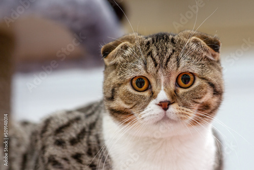 Close up portrait of funny striped and spotted purebred cat, looking right to the camera. Domestic fold kitten, British or Scottish, with plump cheeks and big eyes, expressive face. Copy space. photo