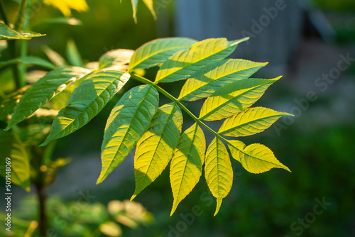 A green sheet with yellow plastics slopes and is visible all over. pinnate leaf plate