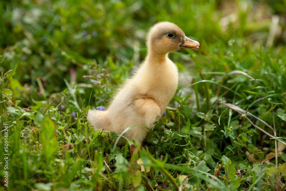 A small yellow duckling walks in the green grass on a summer day. Baby duck, poultry, cute chick on the farm