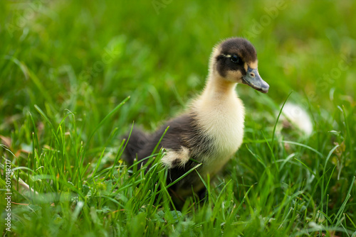 A small gray duckling walks in the green grass on a summer day. Baby duck, poultry, cute chick on the farm