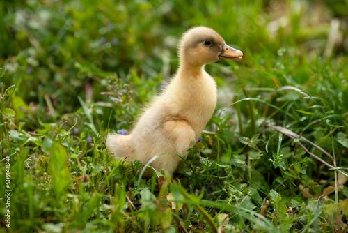A small yellow duckling walks in the green grass on a summer day. Baby duck, poultry, cute chick on the farm