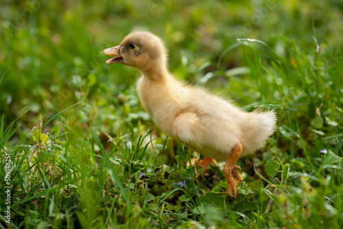 A small yellow duckling walks in the green grass on a summer day. Baby duck, poultry, cute chick on the farm