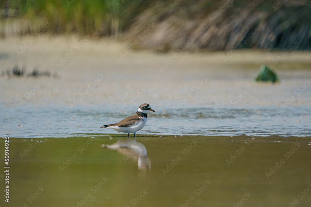 Little Ringed Plover (Charadrius dubius) feeding in the swamp Little Ringed Plover (Charadrius dubius) feeding in the swamp