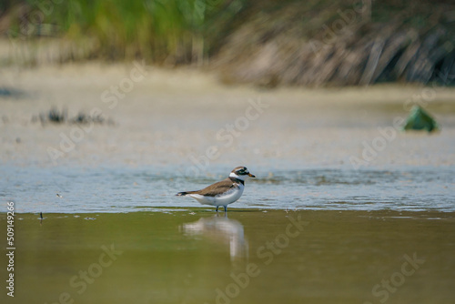 Little Ringed Plover (Charadrius dubius) feeding in the swamp