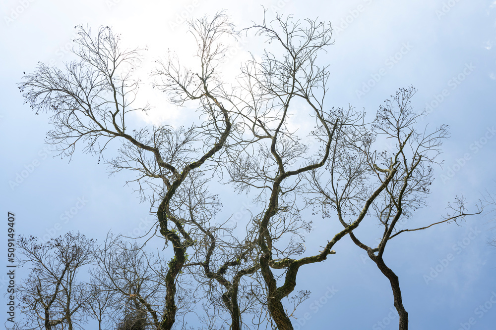 Close up of dead branches under the blue sky Close up of dead branches under the blue sky
