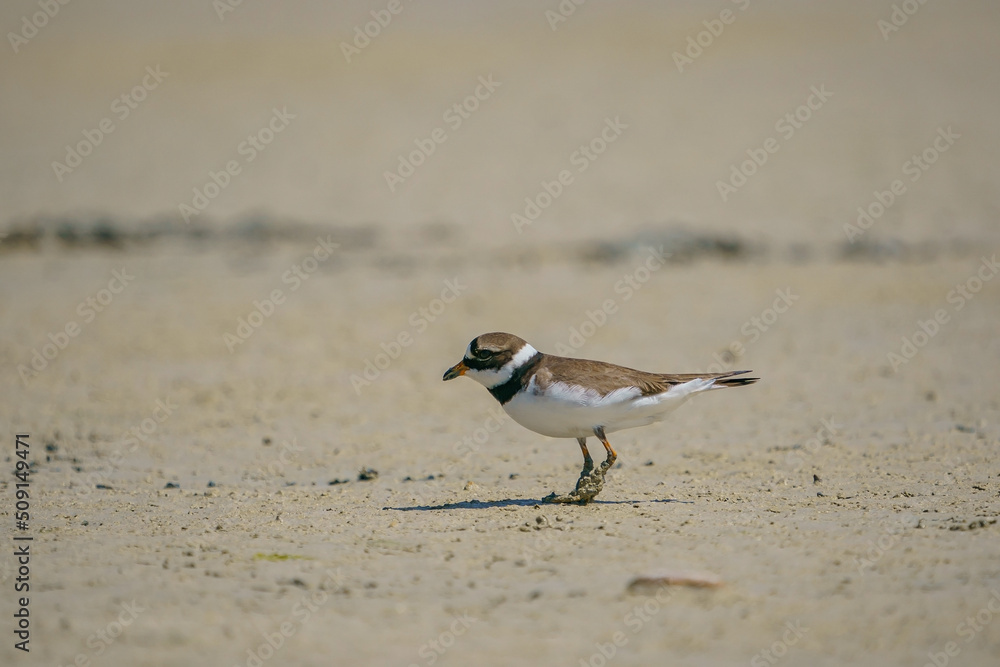 Little Ringed Plover (Charadrius dubius) feeding in the swamp Little Ringed Plover (Charadrius dubius) feeding in the swamp