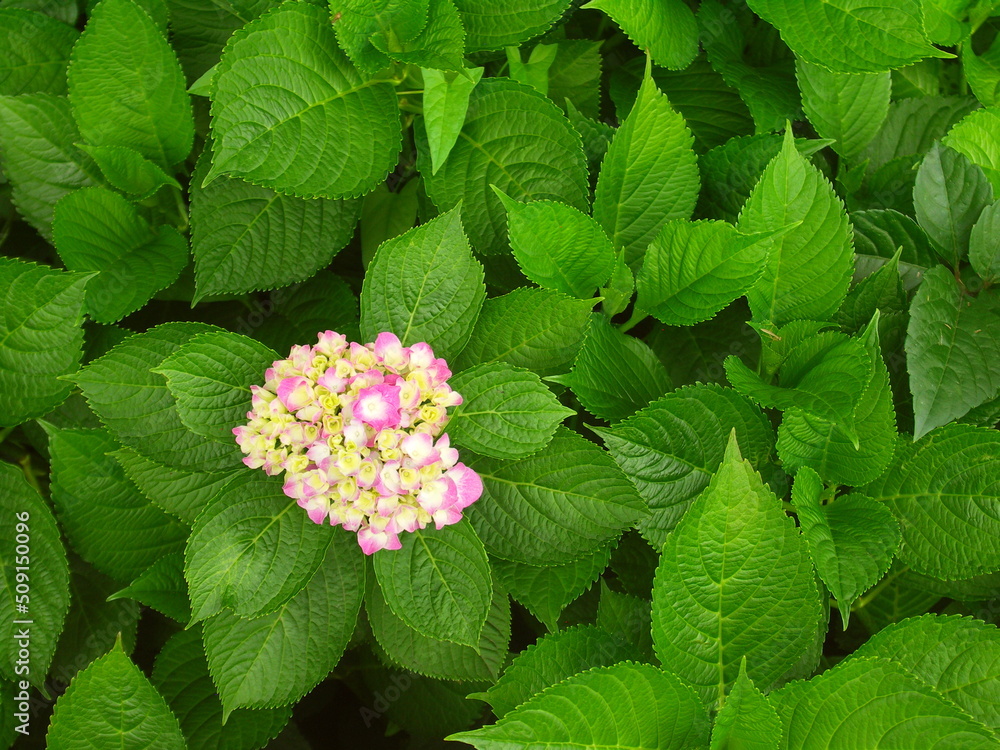 咲き始めた一輪のピンクの紫陽花