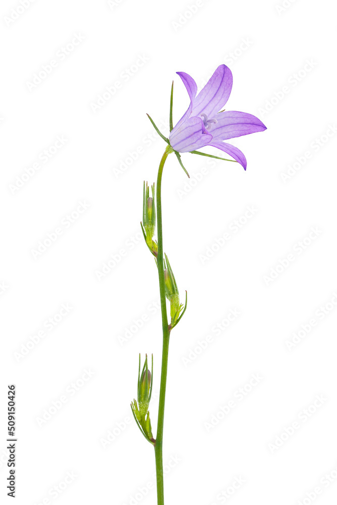 Flower of rampion bellflower isolated on white background, Campanula rapunculus Flower of rampion bellflower isolated on white background, Campanula rapunculus