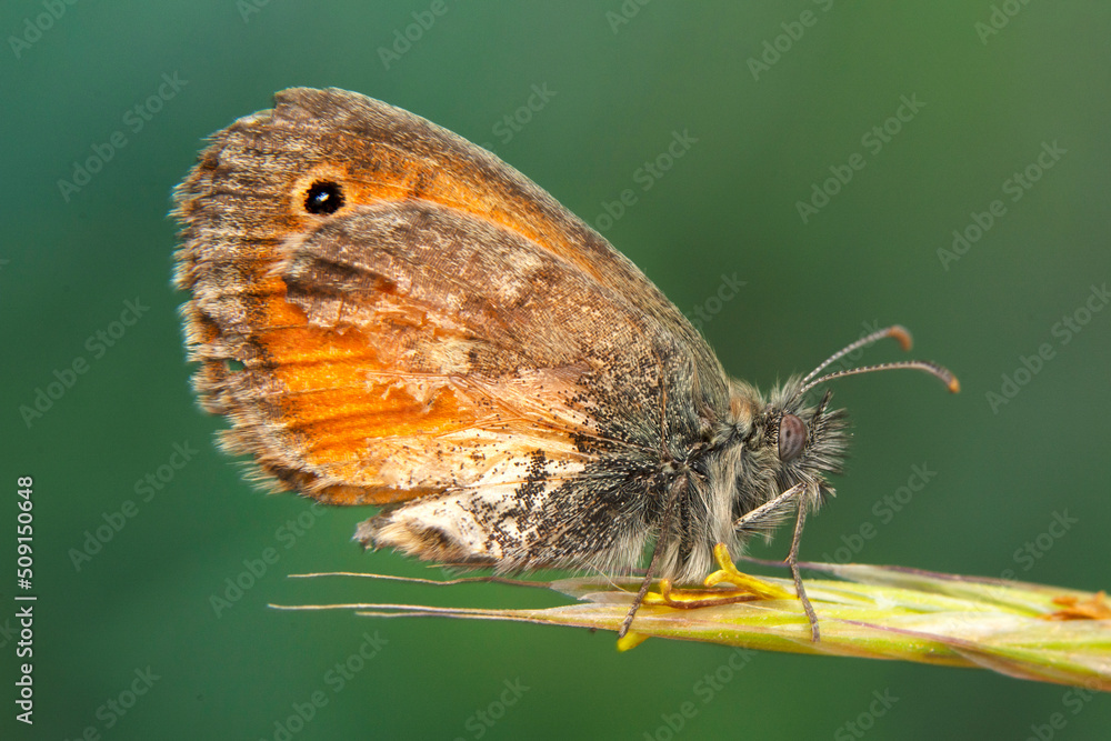Obraz premium Macro shots, Beautiful nature scene. Closeup beautiful butterfly sitting on the flower in a summer garden.